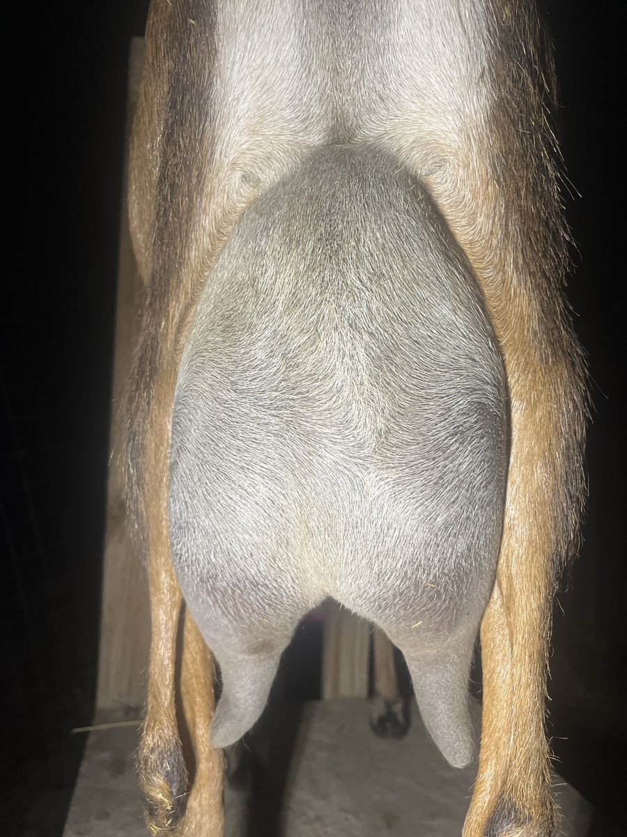 Fresh raw nubian goat milk shares