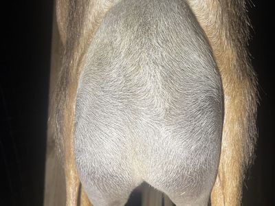 Fresh raw nubian goat milk shares