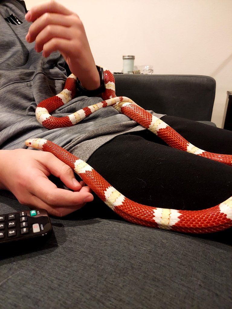 Albino Nelson's Milk Snake