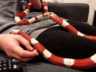 Albino Nelson's Milk Snake