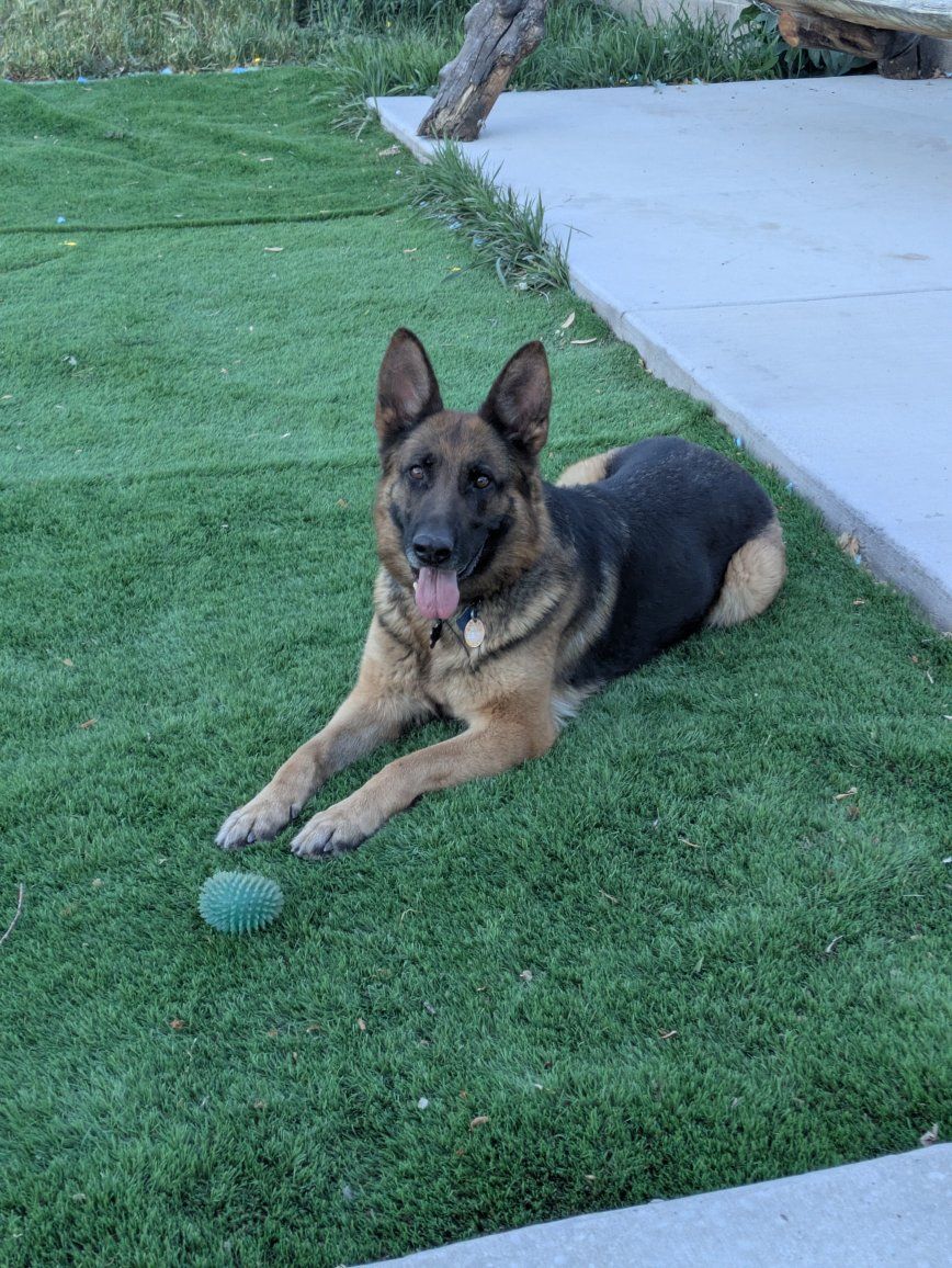 AKC Czech German Shepherd