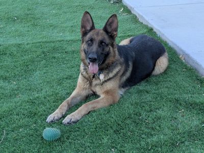 AKC Czech German Shepherd