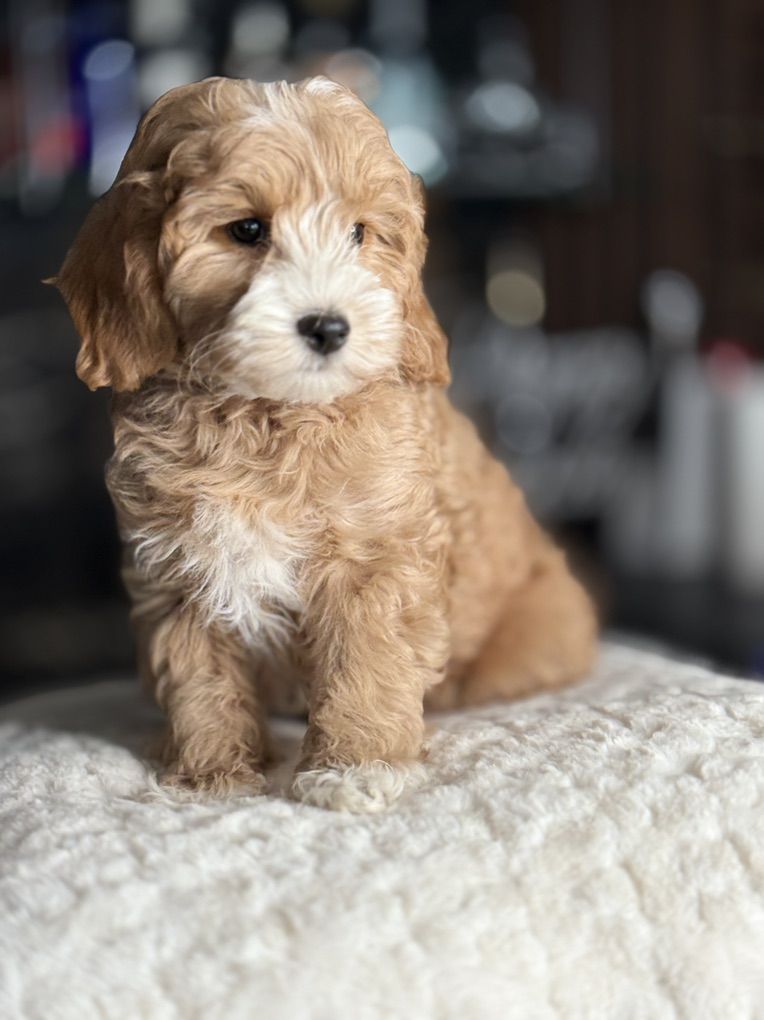 Perfect Teddy Bear tiny Goldendoodle Boy