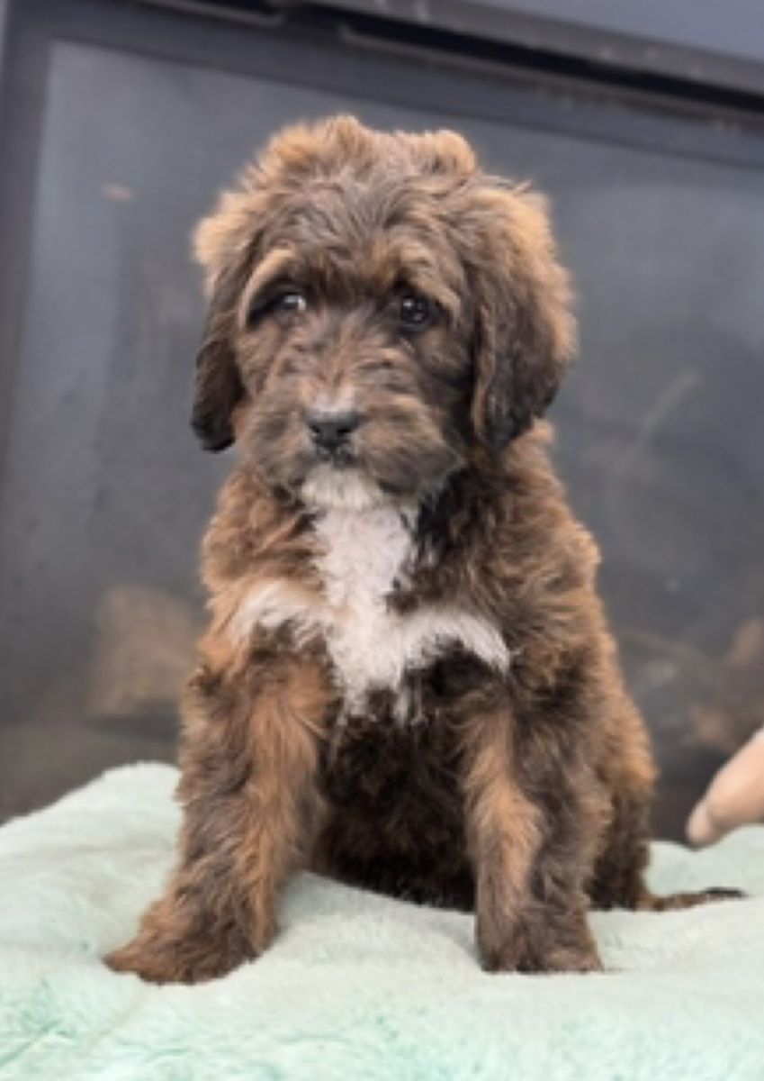 St Berdoodle Puppies Due! St. Bernard X Poodle
