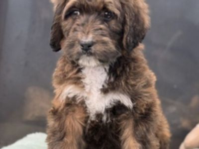 St Berdoodle Puppies Due! St. Bernard X Poodle