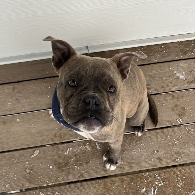 English/French Bulldog