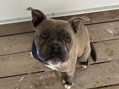 English/French Bulldog