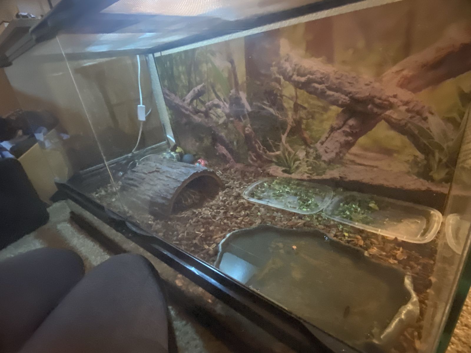 2 Eastern Hermanns Tortoises and home/supplies