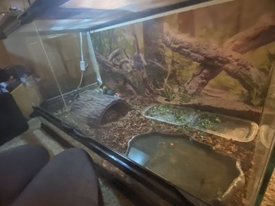 2 Eastern Hermanns Tortoises and home/supplies