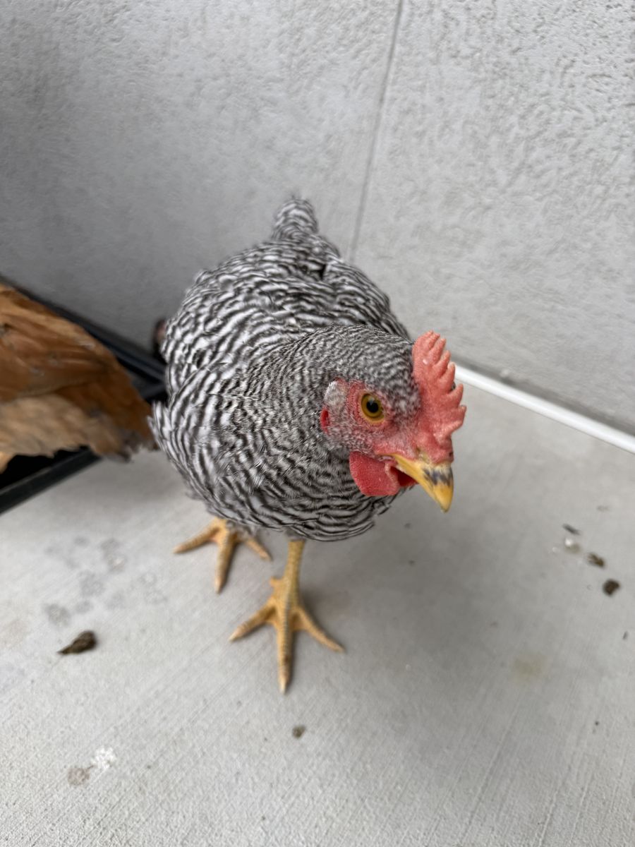 Barred Rock Rooster