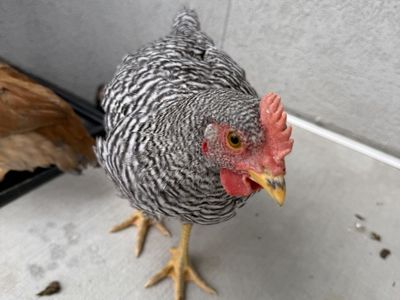 Barred Rock Rooster