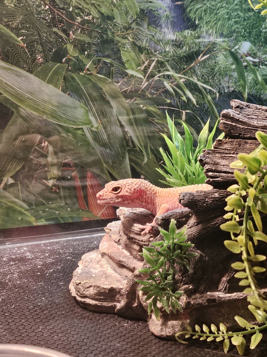 MEET CHEETO THE ALBINO LEOPARD GECKO!