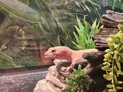 MEET CHEETO THE ALBINO LEOPARD GECKO!