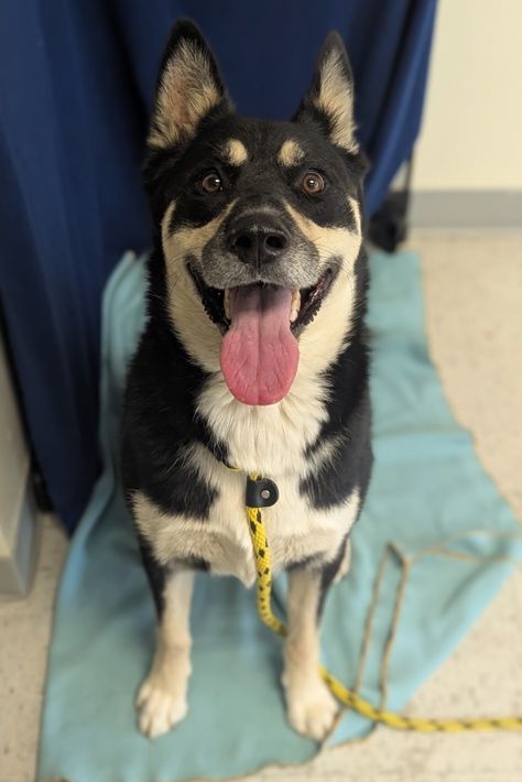 A149045 Oso, Available for Adoption