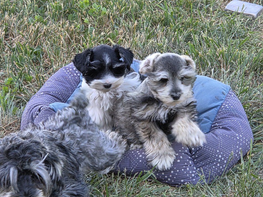 Akc miniature Schnauzers.    males