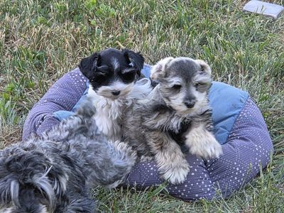 Akc miniature Schnauzers. males