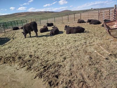 Black Angus Steers
