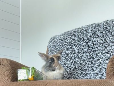 Male lion head bunny