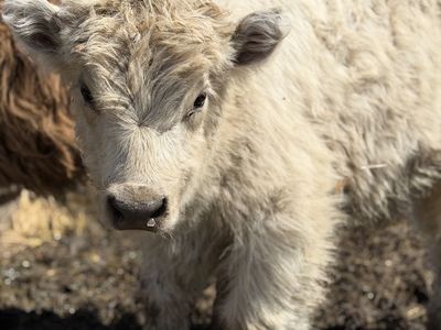 Highland Bull Calf (1 Left)