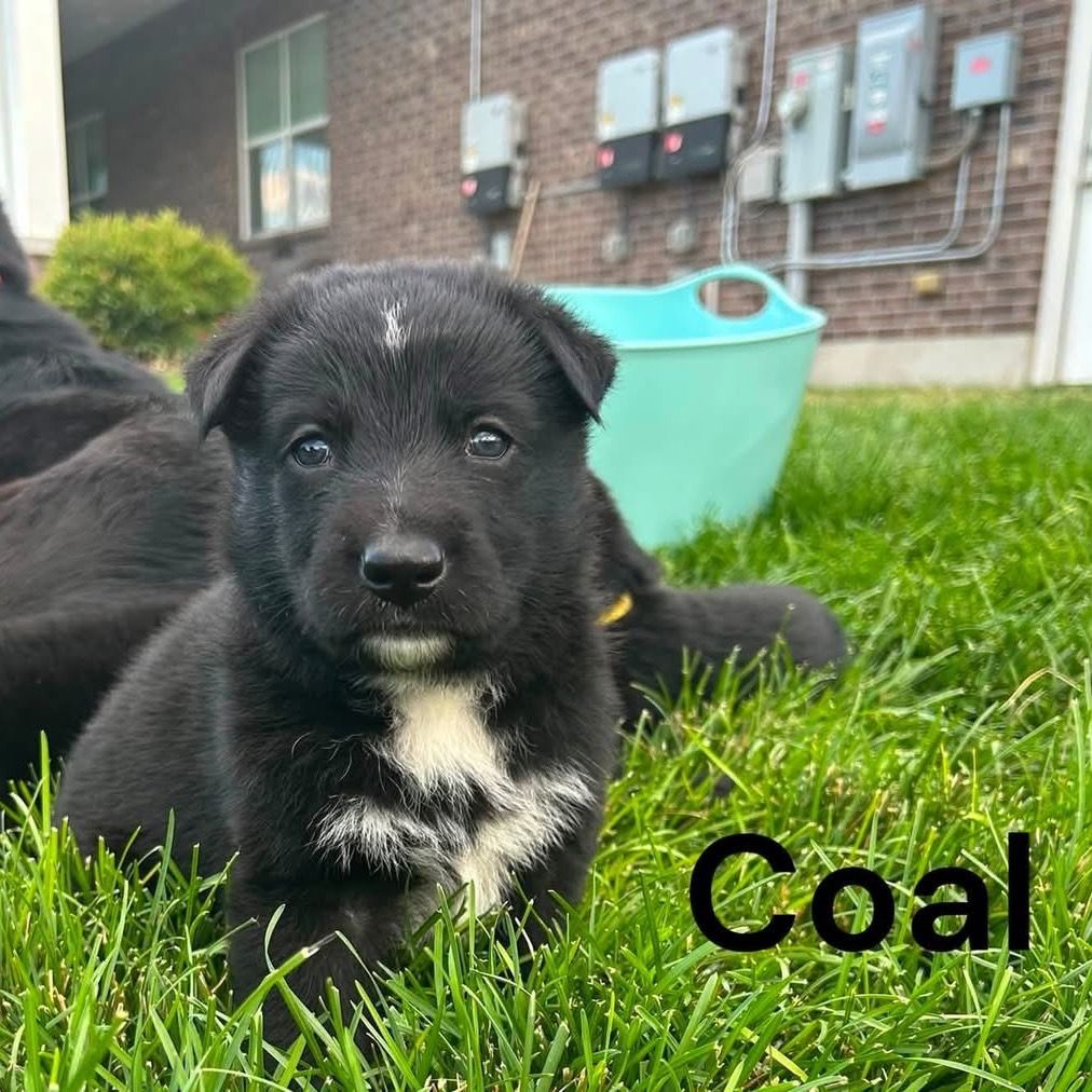 Hello my name is Coal (blue)