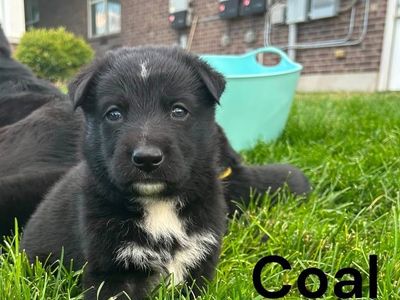 Hello my name is Coal (blue)