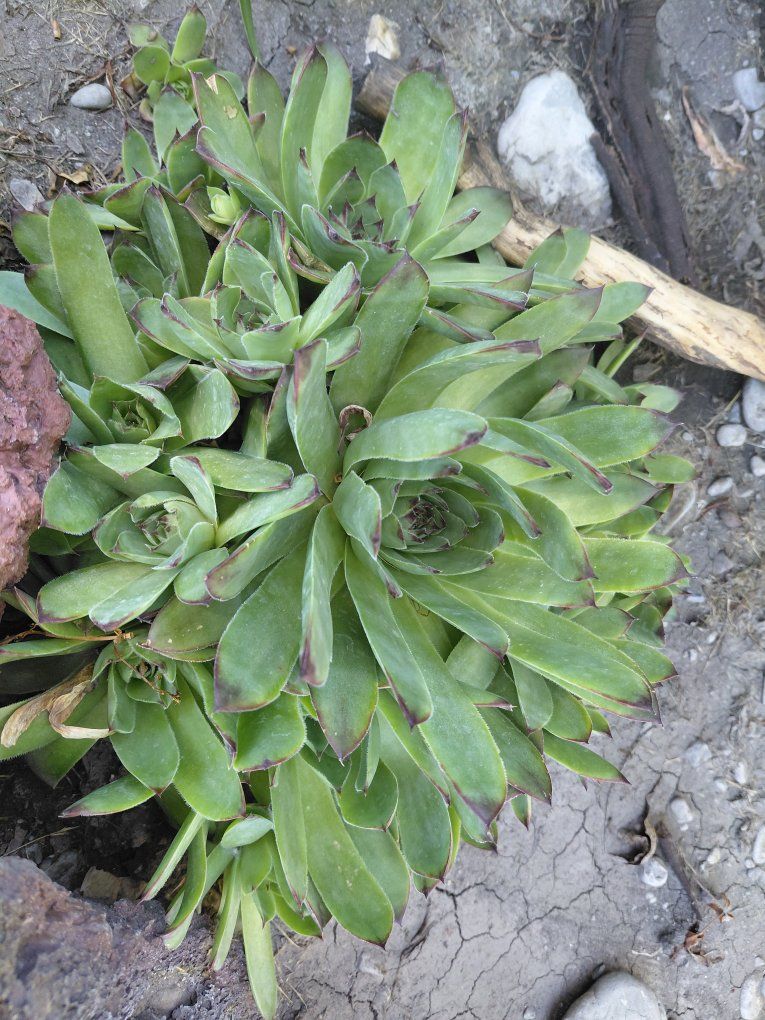 Main image 4