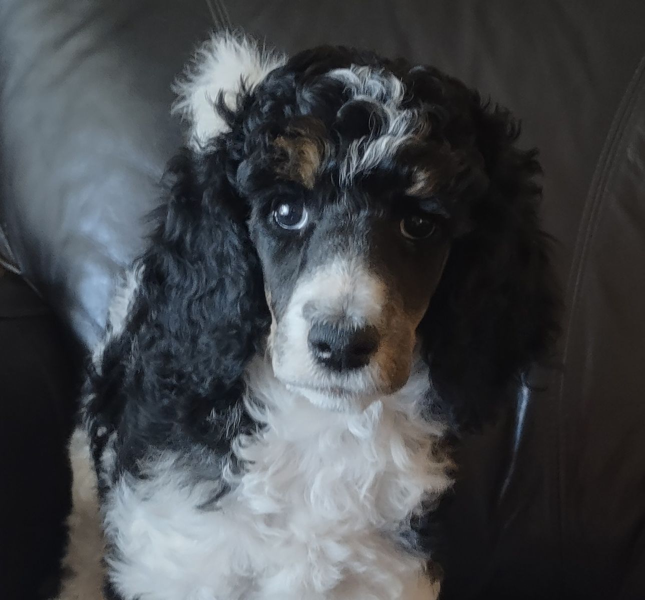 AKC Standard Poodle Puppies