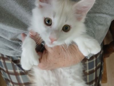 European Polydactyl Maine Coon