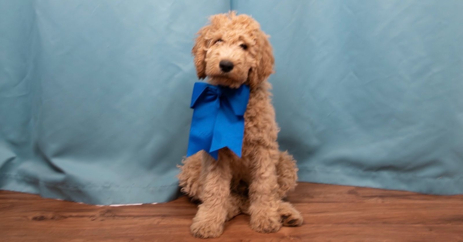 F2BB Male Goldendoodle