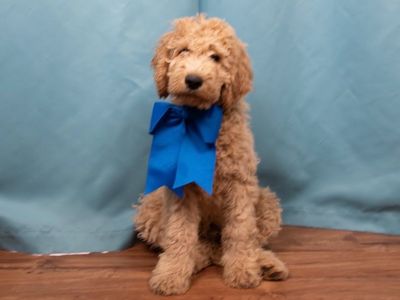 F2BB Male Goldendoodle