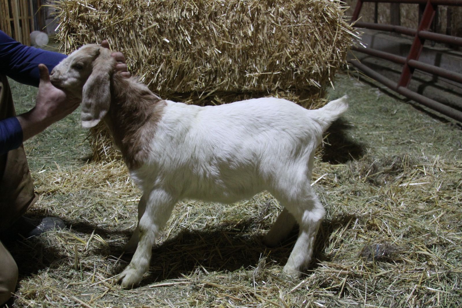 Dapple Boer Buck/Wether