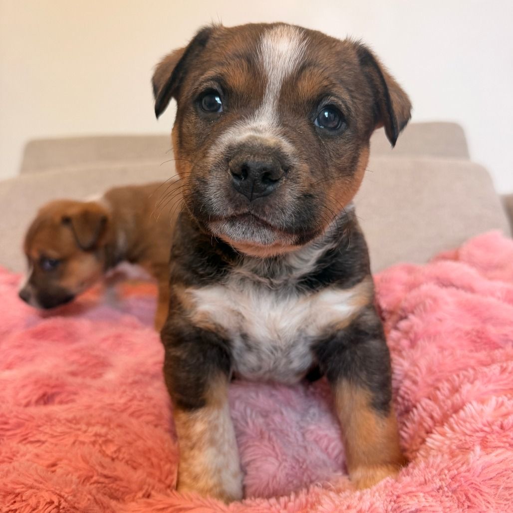 Hello my name is Chili
