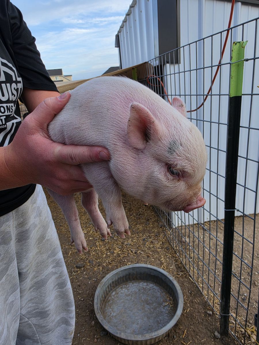 Juliana Mini Piglet (Priced to Sell)