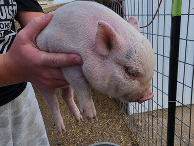 Juliana Mini Piglet (Priced to Sell)