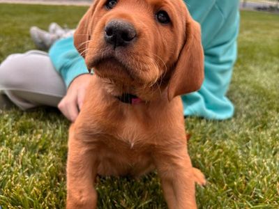 AKC Fox Red Labrador Puppies