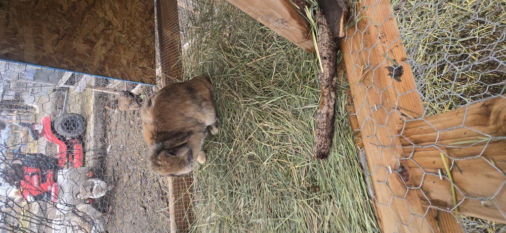 Holland Lop Bunny