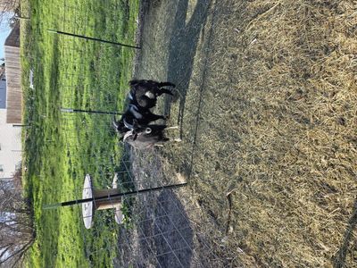 2 Buck Nigerian dwarf goats