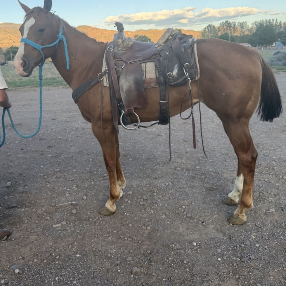 8 year old mare 