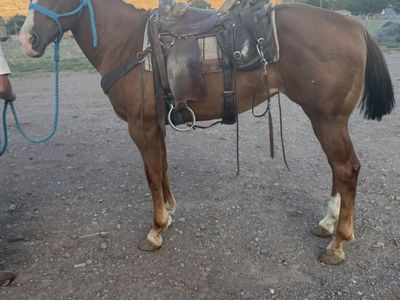 8 year old mare
