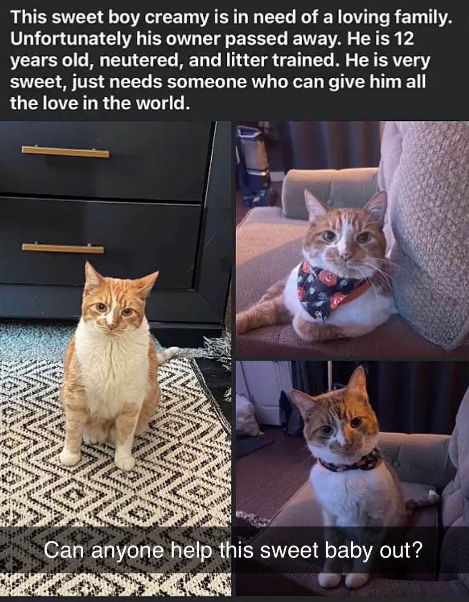 Creamy: 12-Year-Old Neutered, Litter-Trained Orange & White Male Cat Needs Loving Home