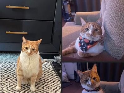 Creamy: 12-Year-Old Neutered, Litter-Trained Orange & White Male Cat Needs Loving Home