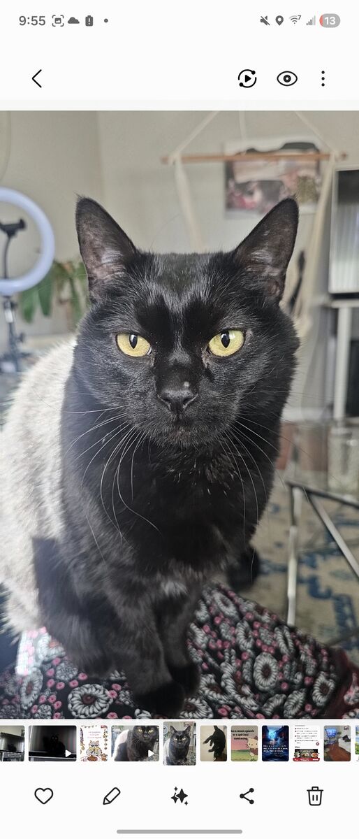 Looking for a furever home