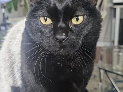 Looking for a furever home