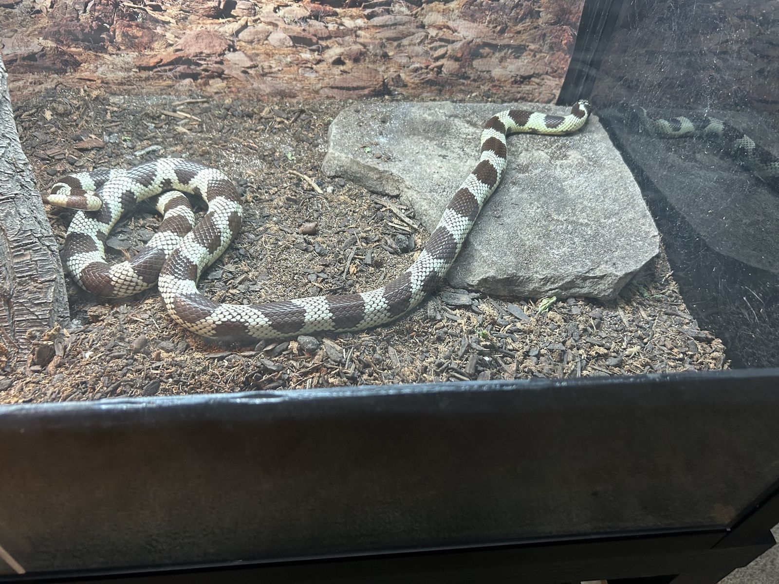 California king snake