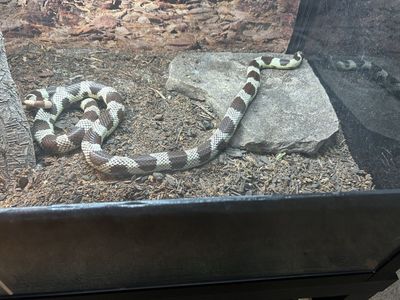 California king snake