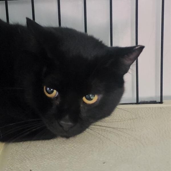 Hello my name is Ukon