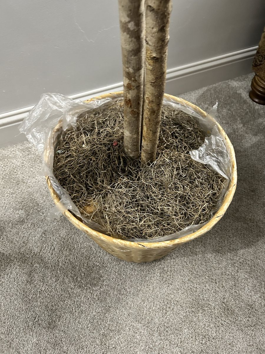 Main image 2