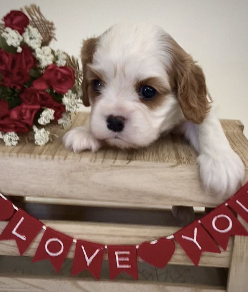 Cavalier King Charles Spaniel Double Registered AKC CKCSC