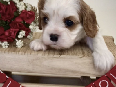Cavalier King Charles Spaniel Double Registered AKC CKCSC