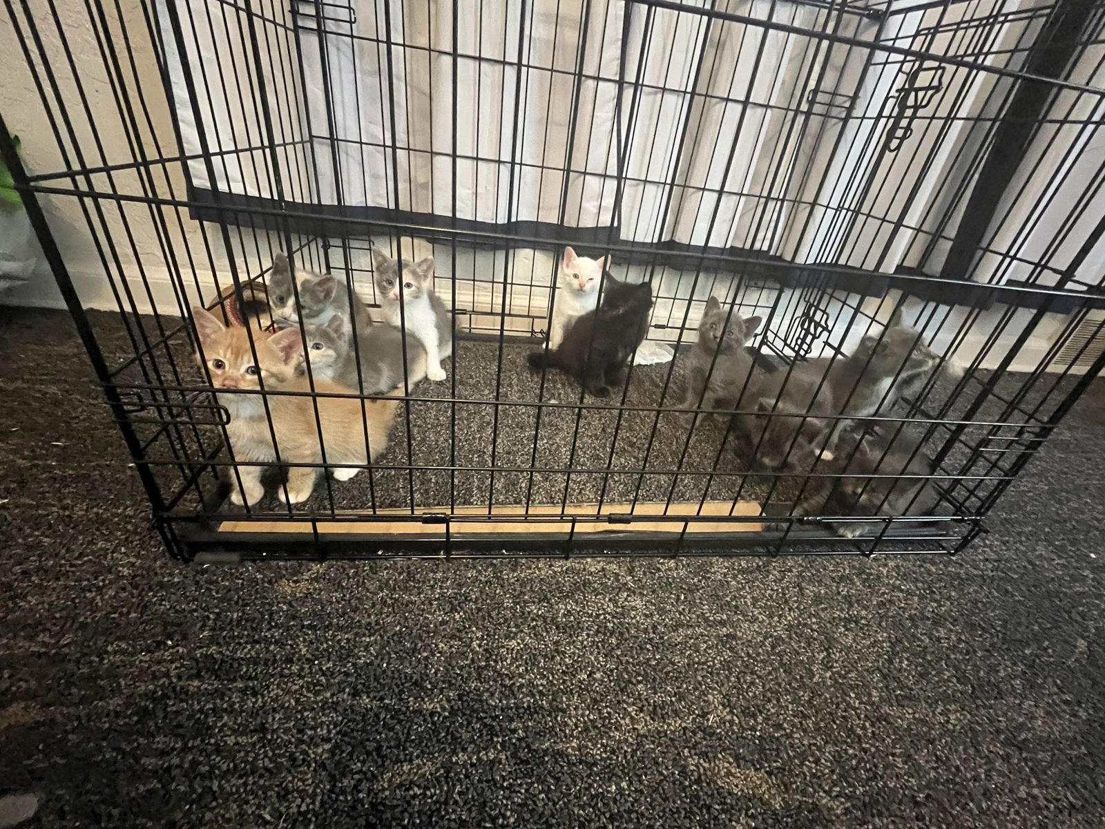 Adorable 6-7 Week Old Kittens - Ready for Their Forever Homes!